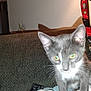 animal, cat, close_up, couch, curious, domestic_animal, ears, feline, furniture, gray_cat, household, indoor, kitten, pet, shadow, towel, whiskers, white_paws, yellow_eyes, young_cat