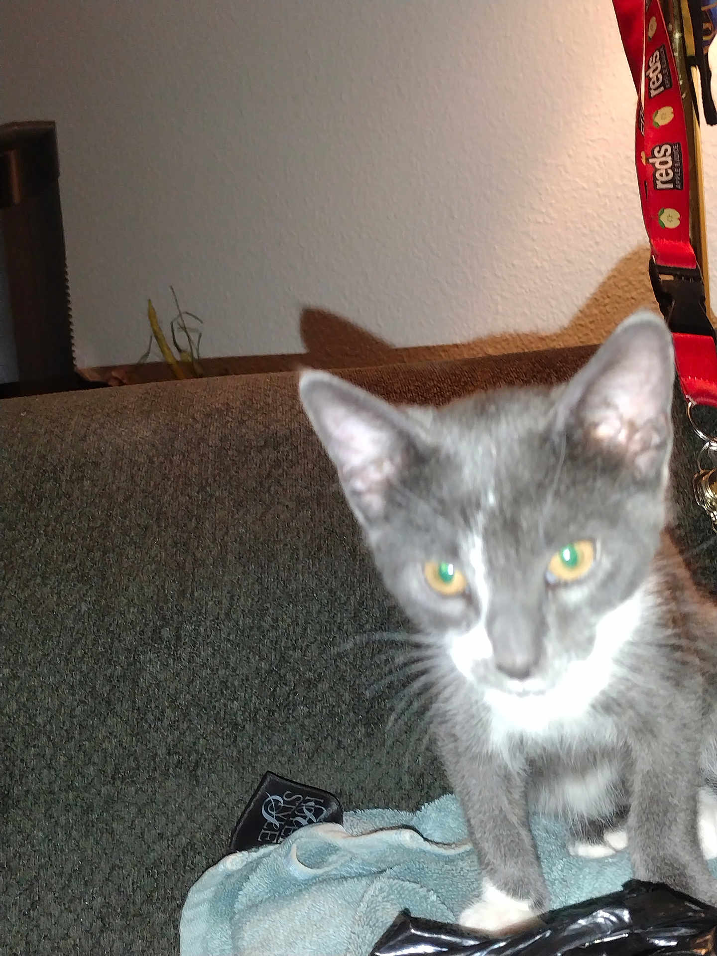 Ash is registered to the contest to win money with this photo: animal, cat, close_up, couch, curious, domestic_animal, ears, feline, furniture, gray_cat, household, indoor, kitten, pet, shadow, towel, whiskers, white_paws, yellow_eyes, young_cat