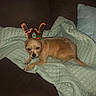 dog, reindeer_antlers, brown_couch, quilt, blanket, pet, indoor, holiday, christmas, small_dog, fur, animal, cute, resting, accessory, home, cozy, relaxed, furniture, antlers