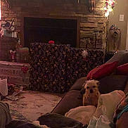 Layla Beans is registered to the contest to win money with this photo: dog, couch, blanket, pillow, fireplace, stone_wall, christmas_lights, garland, wrapped_presents, rug, cozy, indoor, holiday_decor, festive, living_room, small_dog, furniture, soft_lighting, home_decor, relaxing