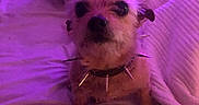 Layla Beans is registered to the contest to win money with this photo: dog, bed, blanket, collar, spikes, purple_light, furniture, pet, indoor, cozy, fur, small_dog, animal, canine, resting, soft_light, texture, comfort, cushion, domestic