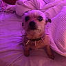 dog, bed, blanket, collar, spikes, purple_light, furniture, pet, indoor, cozy, fur, small_dog, animal, canine, resting, soft_light, texture, comfort, cushion, domestic