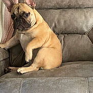 Christmas joined the competition — help win amazing prizes! animal, blanket, brown, canine, companion, couch, cozy, cute, dog, ears, french_bulldog, fur, furniture, home, indoor, looking_back, paw, pet, relaxed, seated