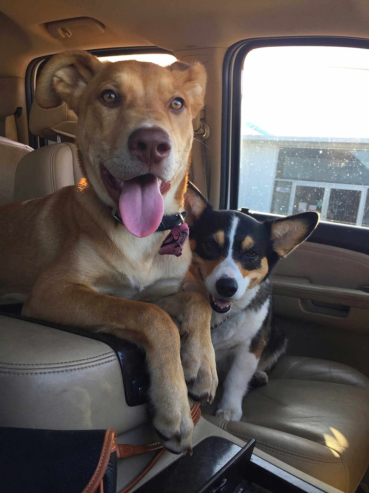 Jackson is registered to the contest to win money with this photo: dog, pets, car_interior, seat, leather_seat, tongue_out, happy, smiling, companion, animal, canine, window, sunlight, collar, friendship, two_dogs, brown_dog, black_white_brown_dog, front_seat, relaxed