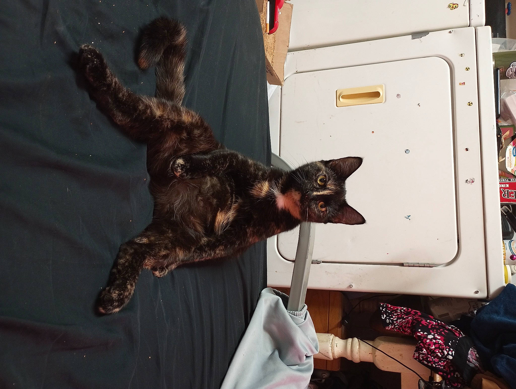 Paddy is registered to the contest to win money with this photo: canidae, carnivore, claw, dog_breed, domestic_short_haired_cat, felidae, fur, small_to_medium_sized_cats, sporting_group, tail, vehicle