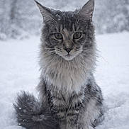 Rizzo is registered to the contest to win money with this photo: animal, cat, closeup, cold, cute, eyes, feline, fluffy, fur, gray, nature, outdoor, pet, portrait, sitting, snow, striped, whiskers, wildlife, winter