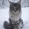 animal, cat, closeup, cold, cute, eyes, feline, fluffy, fur, gray, nature, outdoor, pet, portrait, sitting, snow, striped, whiskers, wildlife, winter