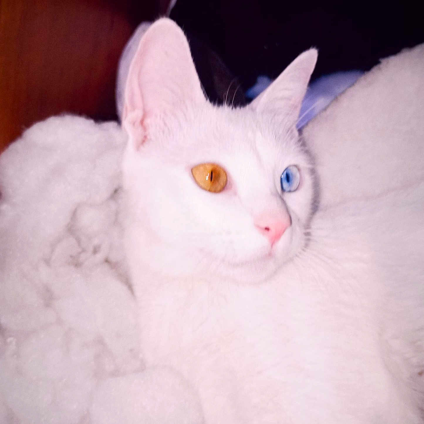 Nouza a rejoint le concours — aidez-le/la à gagner de superbes lots ! amber_eye, animal, blanket, blue_eye, cat, close_up, cute, ears, face, feline, fluffy, fur, heterochromia, indoor, lying_down, pet, pink_nose, relaxed, whiskers, white_cat