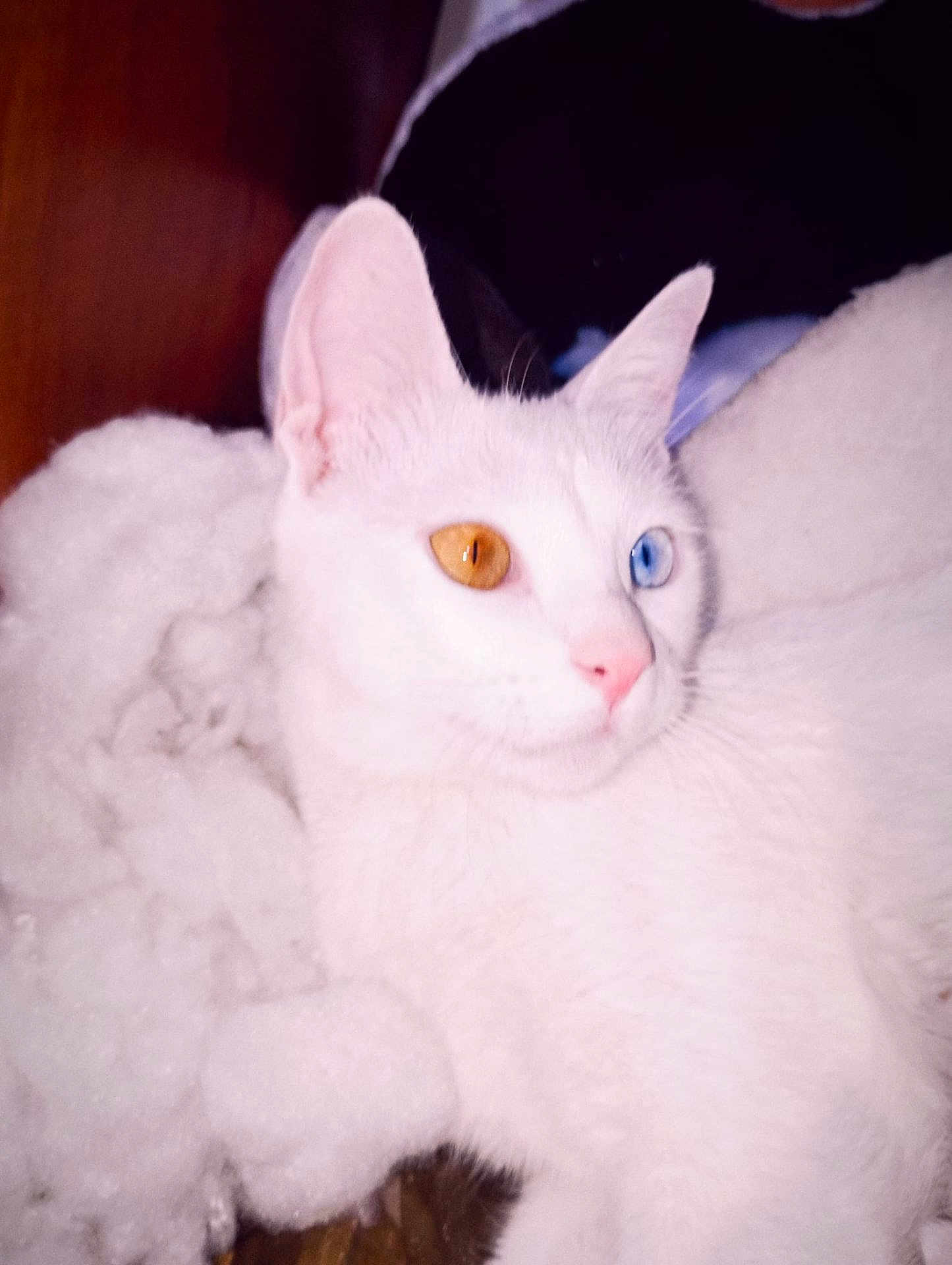 Nouza a rejoint le concours — aidez-le/la à gagner de superbes lots ! cat, white_cat, heterochromia, amber_eye, blue_eye, pet, animal, fluffy, blanket, indoor, cute, feline, whiskers, ears, face, fur, relaxed, lying_down, close_up, pink_nose