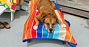Bodhi joined the competition — help win amazing prizes! dog, lounge_chair, towel, outdoor, patio, sunlight, wooden_fence, relaxing, colorful, summer, canine, resting, sleeping, paw, snout, floor, shoes, plastic_cup, shade, shadow