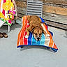 dog, lounge_chair, towel, outdoor, patio, sunlight, wooden_fence, relaxing, colorful, summer, canine, resting, sleeping, paw, snout, floor, shoes, plastic_cup, shade, shadow