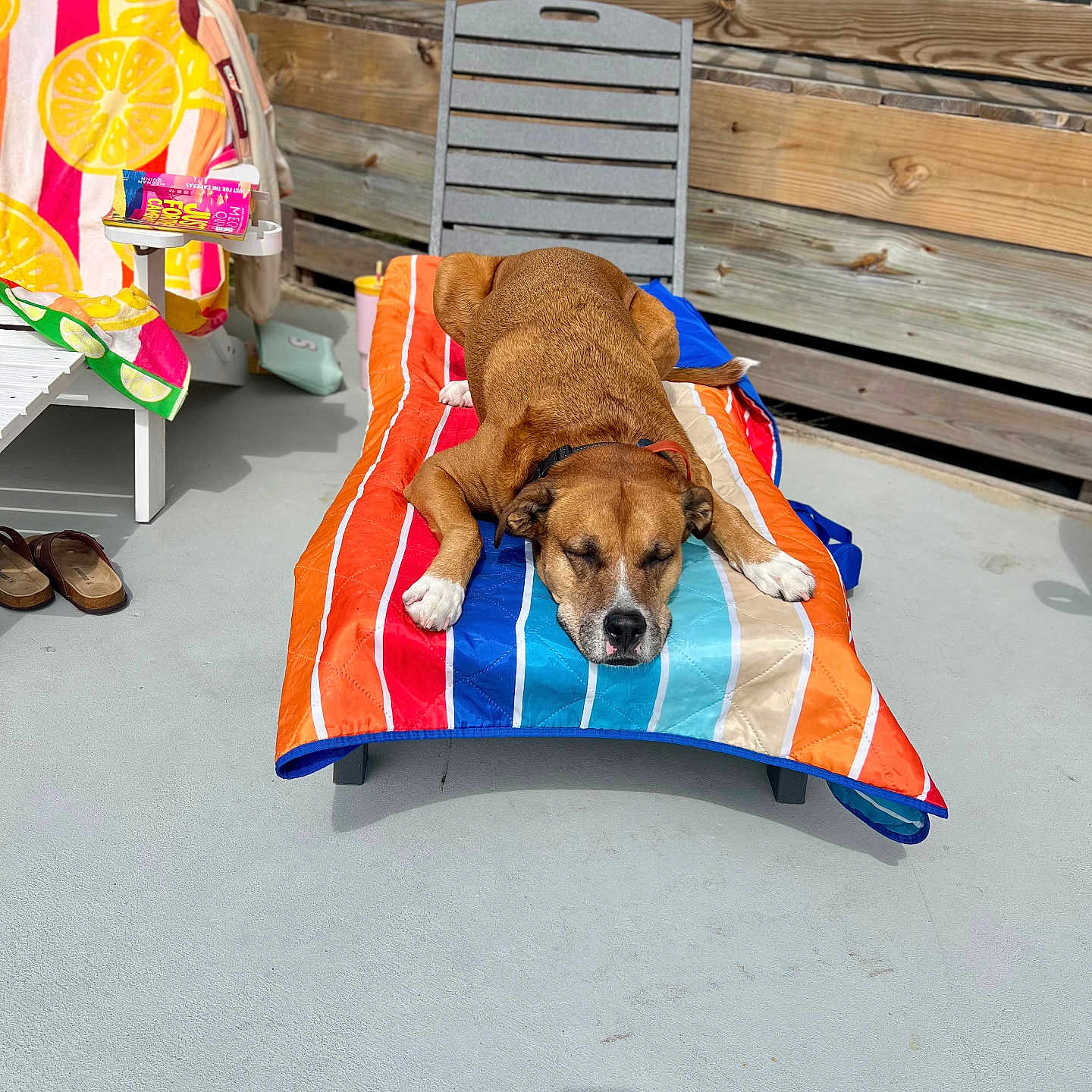 Bodhi joined the competition — help win amazing prizes! dog, lounge_chair, towel, outdoor, patio, sunlight, wooden_fence, relaxing, colorful, summer, canine, resting, sleeping, paw, snout, floor, shoes, plastic_cup, shade, shadow