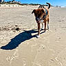 Bodhi joined the competition — help win amazing prizes! dog, beach, sand, shadow, sunny, blue_sky, harness, walking, canine, outdoor, footprints, coast, summer, pet, nature, animal, daytime, relaxation, vacation, seaside
