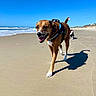 Bodhi joined the competition — help win amazing prizes! dog, beach, sand, ocean, sky, sunny, walking, animal, canine, happy, outdoor, daytime, playful, shadow, nature, water, pet, sea, summer, vacation