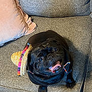 Mabel joined the competition — help win amazing prizes! dog, pug, black_dog, sombrero, hat, couch, gray_couch, pink_pillow, pet, tongue_out, happy, indoor, cute, small_dog, looking_up, canine, animal, domestic_animal, living_room, funny_hat