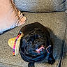 dog, pug, black_dog, sombrero, hat, couch, gray_couch, pink_pillow, pet, tongue_out, happy, indoor, cute, small_dog, looking_up, canine, animal, domestic_animal, living_room, funny_hat