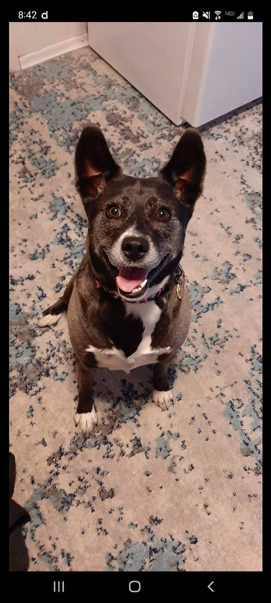 Bluebell joined the competition — help win amazing prizes! art, canidae, carnivore, collar, companion_dog, dog, dog_breed, dog_collar, dog_supply, fang, fawn, non_sporting_group, paw, snout, sporting_group, tail, whiskers, working_animal, working_dog