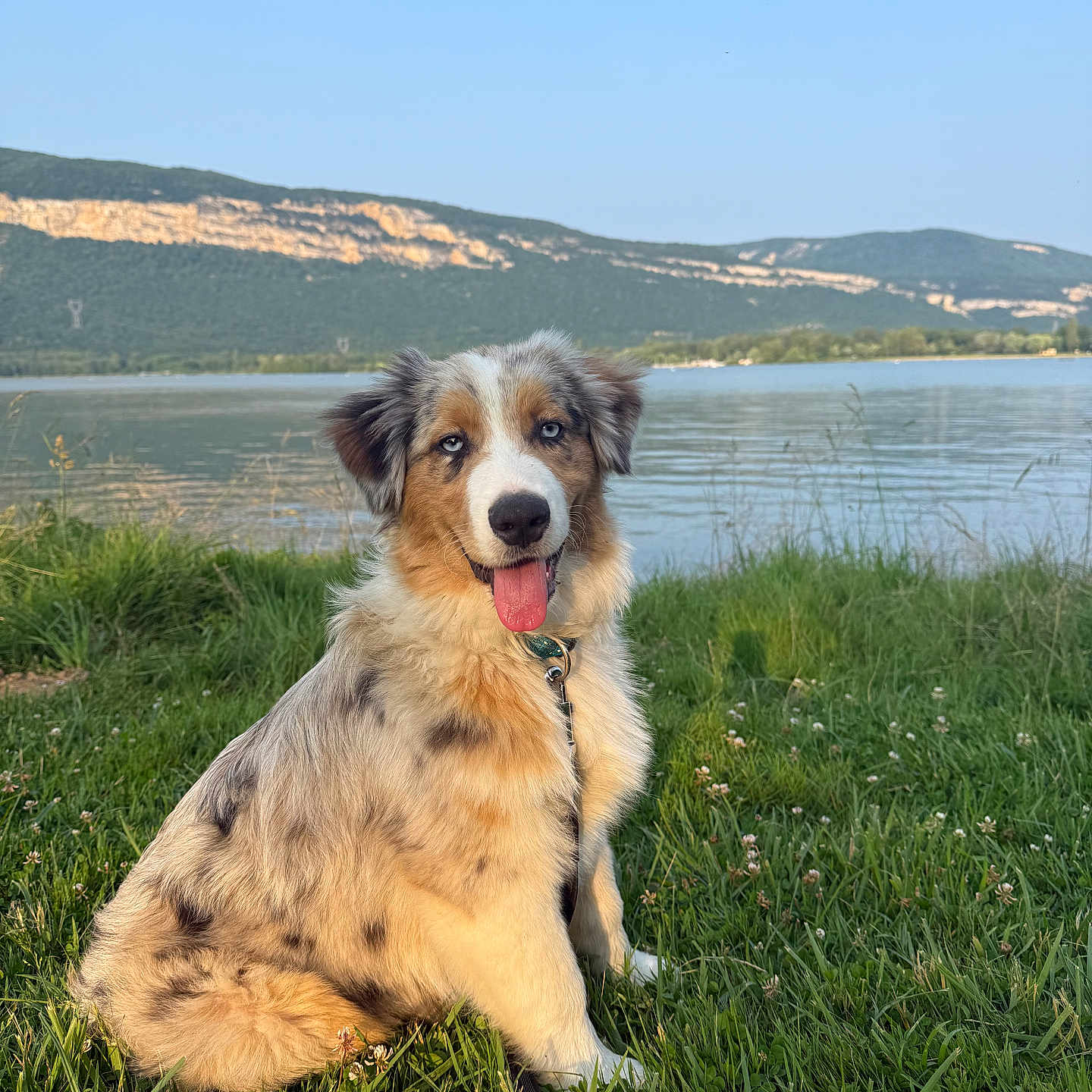 Aïko a rejoint le concours — aidez-le/la à gagner de superbes lots ! animal, australian_shepherd, blue_sky, collar, daylight, dog, fur, grass, happy, lake, leash, mountains, nature, outdoor, pet, scenic, sitting, sky, tongue_out, water