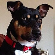 Killer joined the competition — help win amazing prizes! alert, animal, black_and_brown, canine, close_up, collar, companion, curious, dog, domestic_animal, ears, face, household, indoor, looking_away, mammal, pet, portrait, red_collar, sitting