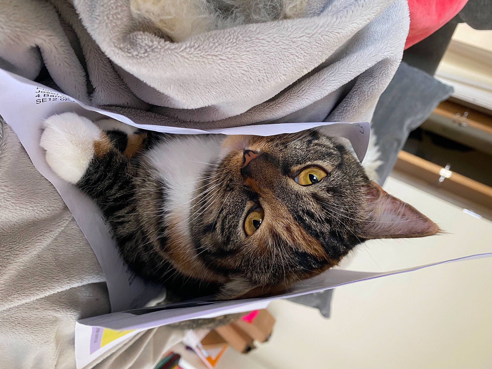 Jasmine joined the competition — help win amazing prizes! bedding, carnivore, cat, comfort, domestic_short_haired_cat, felidae, fur, grey, linens, nap, pattern, paw, room, small_to_medium_sized_cats, tail, textile, whiskers
