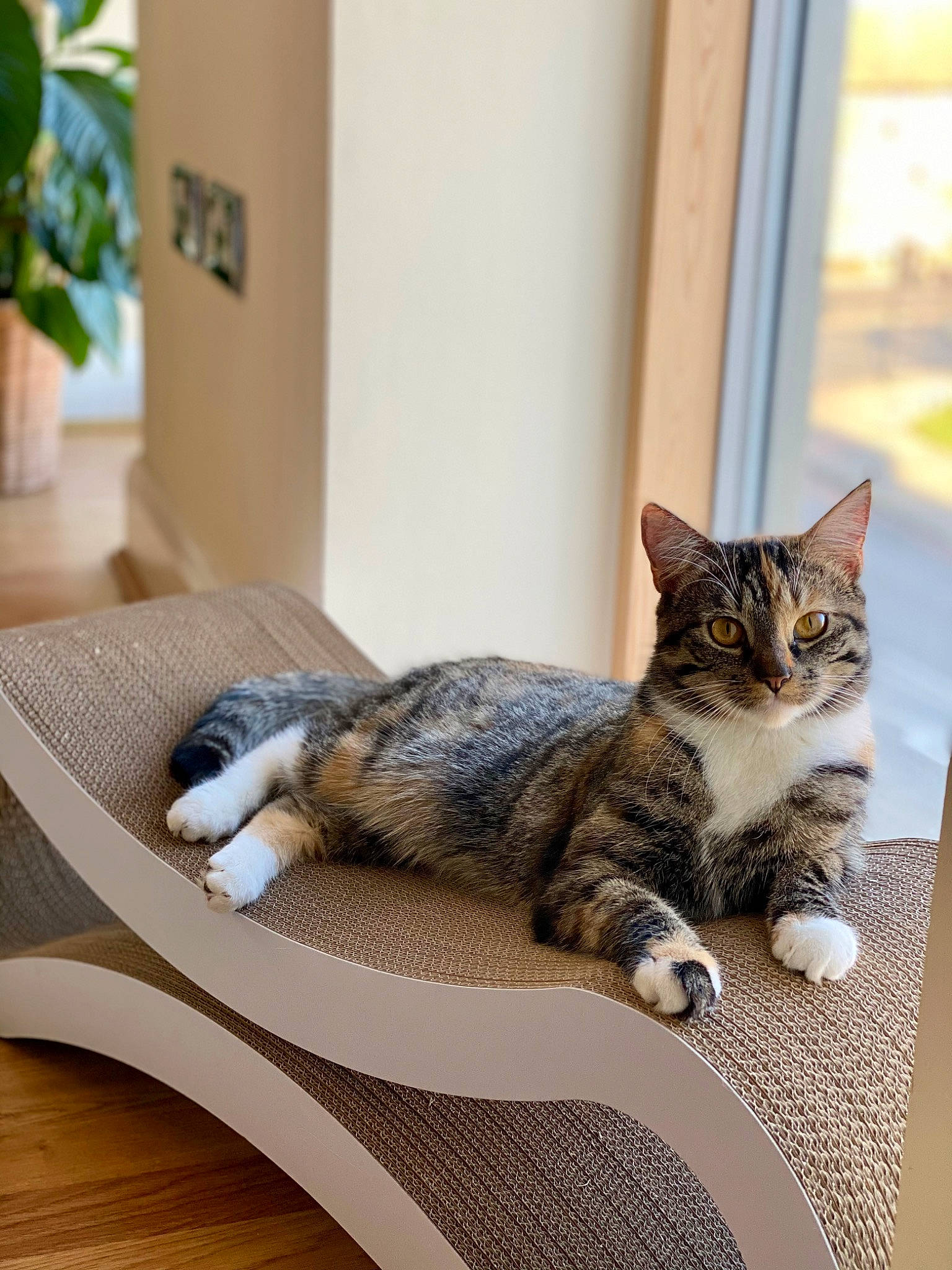 Jasmine joined the competition — help win amazing prizes! carnivore, cat, comfort, couch, domestic_short_haired_cat, door, felidae, floor, flooring, fur, grey, hardwood, houseplant, plant, room, small_to_medium_sized_cats, snout, tail, whiskers, wood