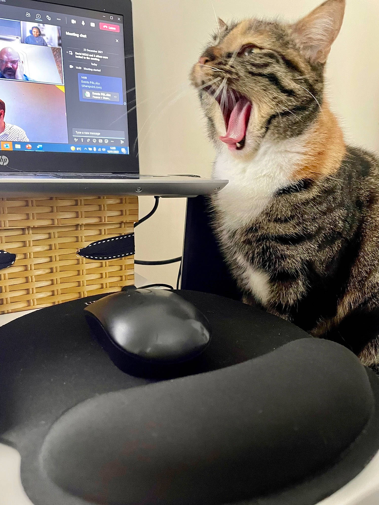 Jasmine is registered to the contest to win money with this photo: carnivore, cat, comfort, computer, computer_desk, computer_keyboard, computer_monitor, desktop_computer, felidae, floor, flowerpot, gadget, house, houseplant, input_device, interior_design, jaw, living_room, mouse, output_device