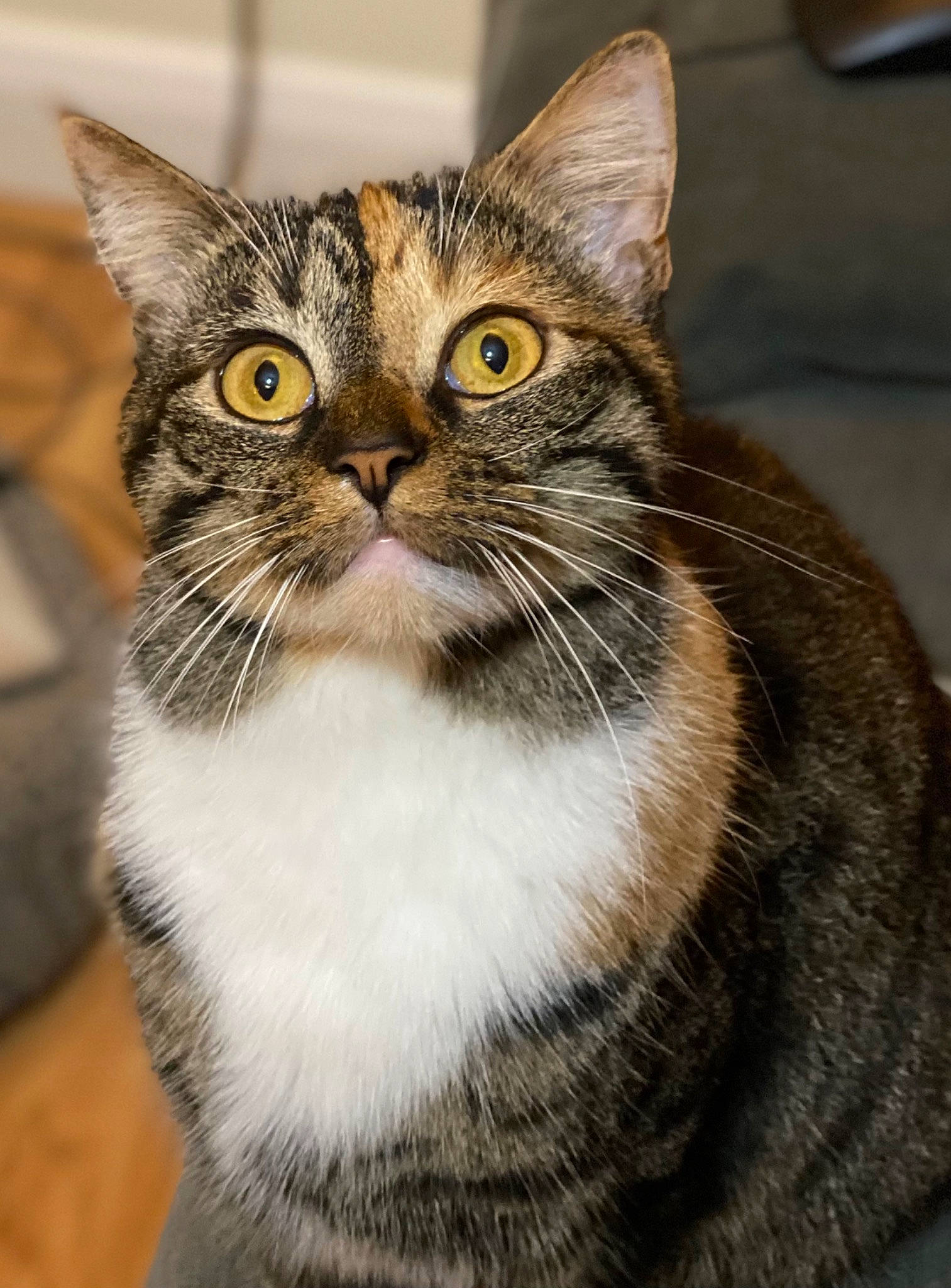 Jasmine joined the competition — help win amazing prizes! carnivore, cat, collar, domestic_short_haired_cat, eye, felidae, fur, paw, small_to_medium_sized_cats, snout, terrestrial_animal, tree, whiskers, wildlife, window