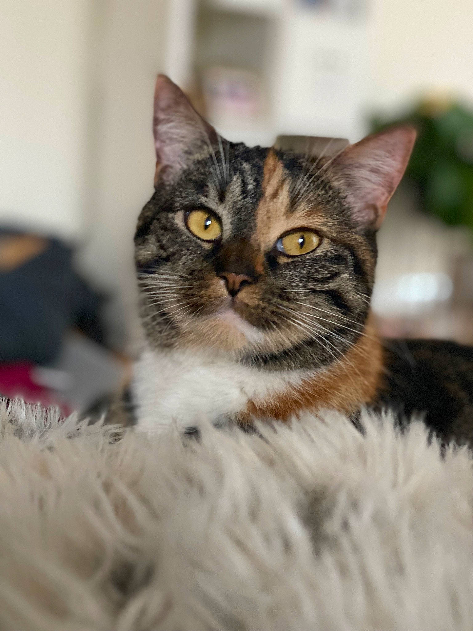 Jasmine joined the competition — help win amazing prizes! carnivore, cat, collar, domestic_short_haired_cat, felidae, fur, small_to_medium_sized_cats, terrestrial_animal, tree, whiskers, wildlife, window