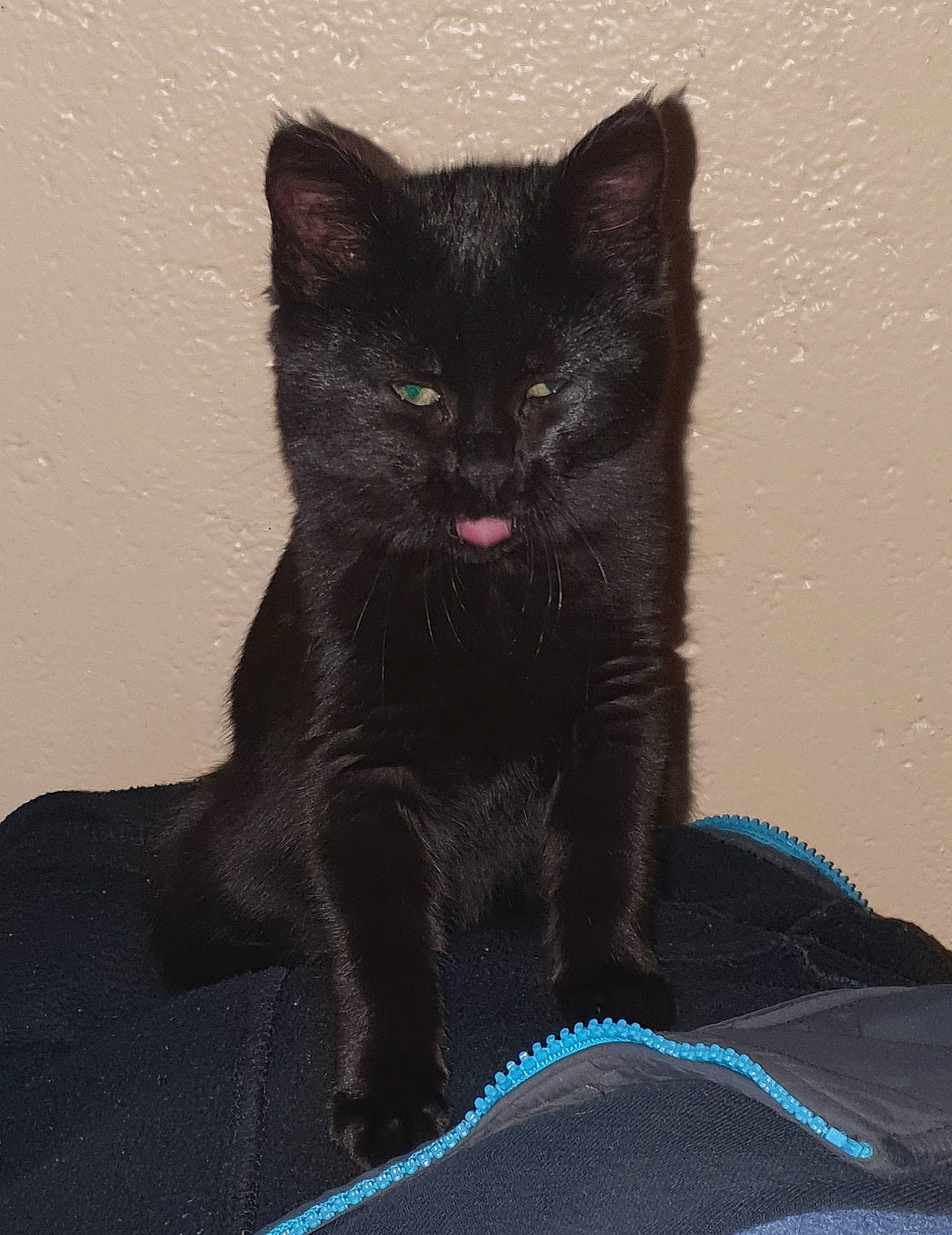 Mako participe au concours pour gagner de l'argent avec cette photo : black_cat, bombay, carnivore, cat, claw, comfort, domestic_short_haired_cat, electric_blue, felidae, fur, grey, paw, small_to_medium_sized_cats, snout, tail, terrestrial_animal, whiskers, window