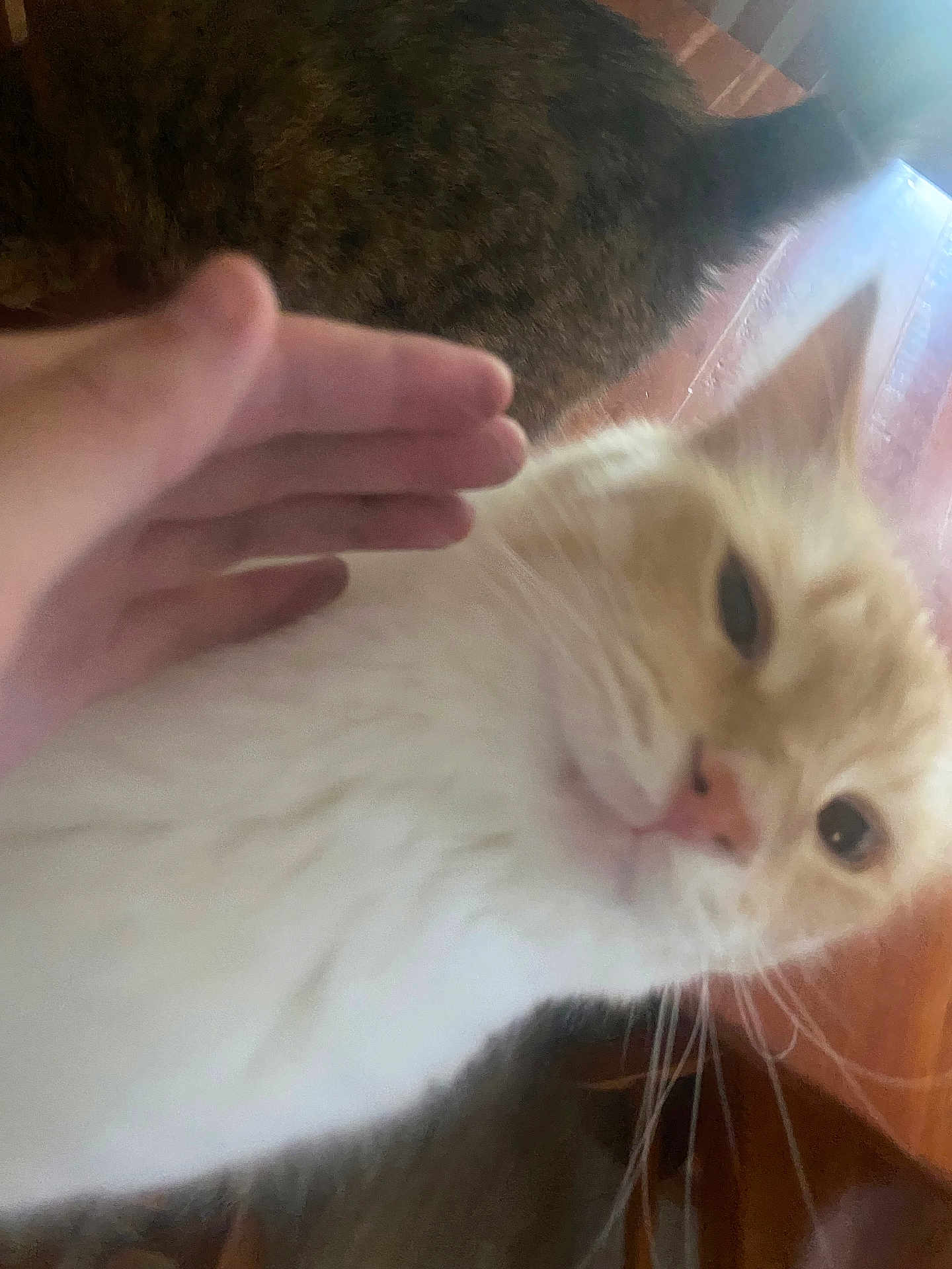 Sakmet joined the competition — help win amazing prizes! cat, white_cat, orange_cat, hand, close_up, indoor, pet, feline, fur, whiskers, blur, tilted, casual, candid, animal, domestic_animal, face, closeup, looking, indoor_lighting