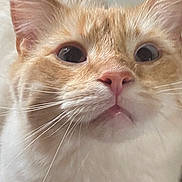 Sakmet joined the competition — help win amazing prizes! cat, close_up, orange_cat, white_fur, whiskers, pink_nose, animal, pet, curious, wide_eyes, indoor, feline, cute, soft_fur, portrait, mammal, face, alert, domestic_cat