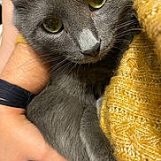 Amon is registered to the contest to win money with this photo: cat, gray_cat, close_up, yellow_eyes, pet, feline, hand, person, knitted_sweater, yellow_sweater, cozy, indoor, fur, whiskers, cute, domestic_animal, comfort, holding, portrait, animal