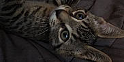 Osiris joined the competition — help win amazing prizes! animal, cat, close_up, cozy, curious, domestic_animal, ears, eyes, feline, fur, indoor, lying_down, pet, portrait, relaxed, sleeping_area, soft, tabby, texture, whiskers