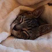 Osiris joined the competition — help win amazing prizes! cat, tabby, sleeping, blanket, cozy, fur, whiskers, ears, pet, animal, resting, snug, soft, domestic, cute, comfort, indoors, relaxation, closeup, face