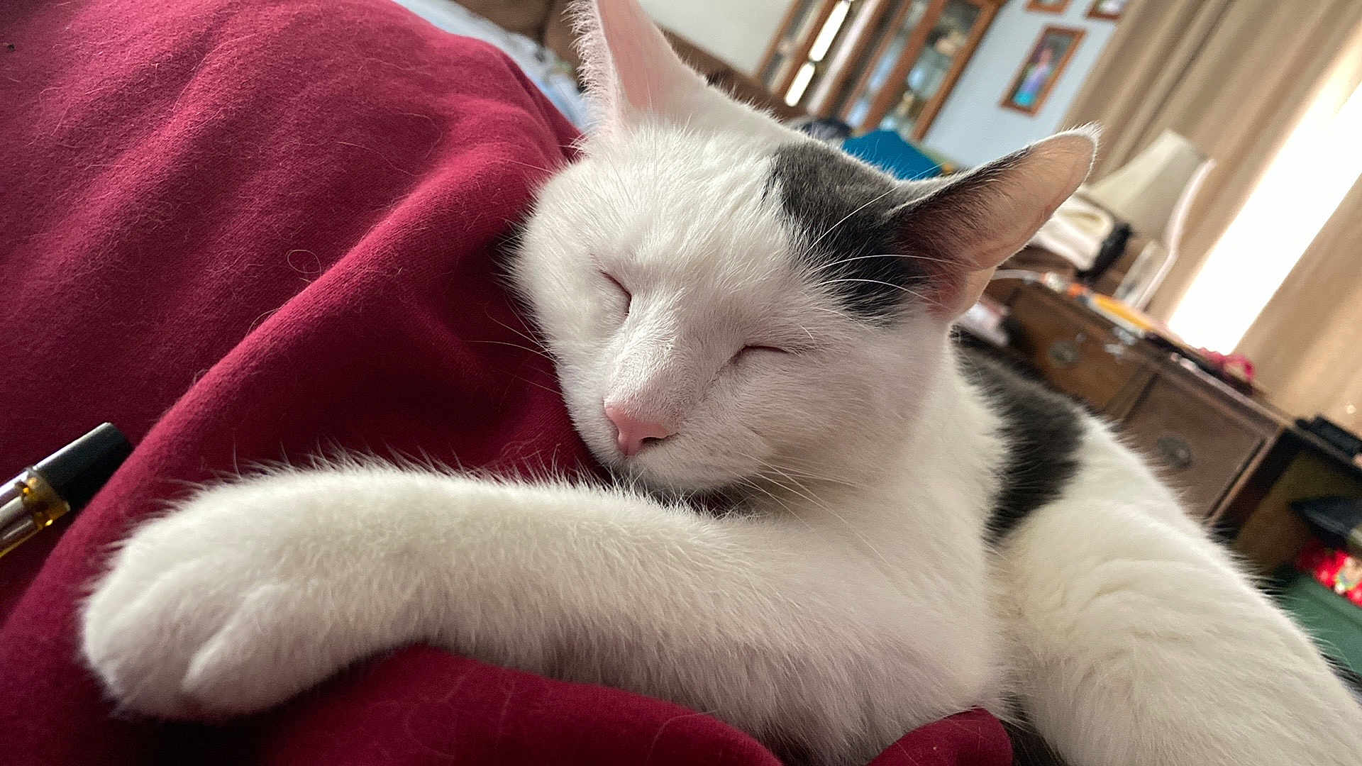 Anubis joined the competition — help win amazing prizes! cat, sleeping, white_cat, black_markings, paw, blanket, red_blanket, indoor, cozy, feline, pet, fur, relaxed, resting, closeup, domestic_cat, home_interior, curtains, furniture, daylight