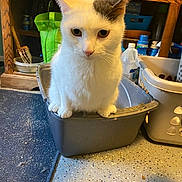 Anubis joined the competition — help win amazing prizes! cat, white_cat, gray_patch, litter_box, indoor, household, laundry_basket, cleaning_supplies, floor, speckled_floor, curious, pet, animal, ears, sitting, close_up, domestic, fur, container, quiet
