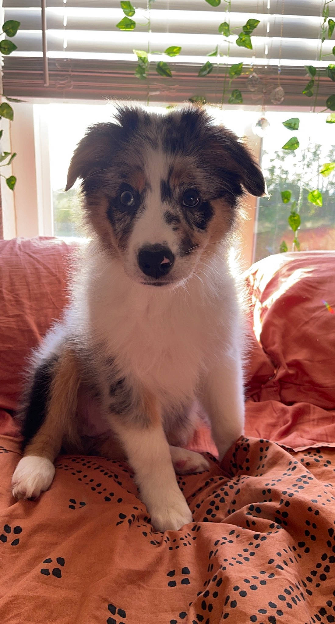 Gypsy joined the competition — help win amazing prizes! australian_collie, australian_shepherd, border_collie, canidae, carnivore, companion_dog, dog, dog_breed, fur, herding_dog, plant, puppy, snout, sporting_group, terrestrial_animal, toy_dog, whiskers, working_animal, working_dog