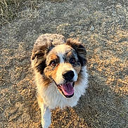 Shadow participe au concours pour gagner de l'argent avec cette photo : dog, canine, animal, pet, outdoor, grass, dirt, happy, tongue_out, fur, ears, brown, white, black, sunlight, nature, looking_up, friendly, cute, mammal