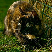 Panthère a rejoint le concours — aidez-le/la à gagner de superbes lots ! cat, tortoiseshell_cat, animal, outdoor, grass, fence, greenery, whiskers, alert, nature, pet, mammal, fur, wildlife, closeup, eyes, side_view, crouching, daylight, small_animal