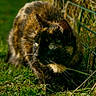 cat, tortoiseshell_cat, animal, outdoor, grass, fence, greenery, whiskers, alert, nature, pet, mammal, fur, wildlife, closeup, eyes, side_view, crouching, daylight, small_animal