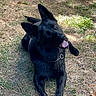 dog, black_dog, grass, outdoor, animal, pet, tongue_out, playful, lying_down, canine, nature, sunlight, ears_up, collar, curious, summer, happy, mammal, domestic_animal, friendly
