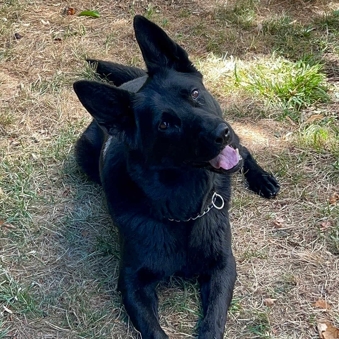Shelsea participe au concours pour gagner de l'argent avec cette photo : dog, black_dog, grass, outdoor, animal, pet, tongue_out, playful, lying_down, canine, nature, sunlight, ears_up, collar, curious, summer, happy, mammal, domestic_animal, friendly