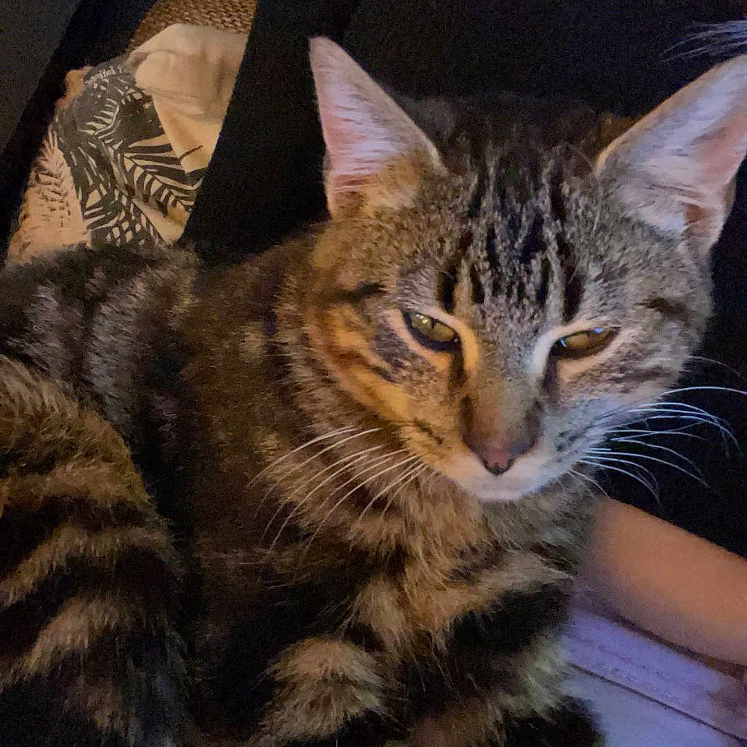 Cacahuète a rejoint le concours — aidez-le/la à gagner de superbes lots ! abyssinian, animal, architecture, armchair, blanket, cat, chair, couch, cushion, egyptiancat, furniture, homedecor, kitten, manx, ocelot, person, pet, skin, sleeping, tattoo