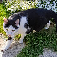 Sushi participe au concours pour gagner de l'argent avec cette photo : cat, black_and_white, green_eyes, grass, white_flowers, garden, outdoor, pet, animal, feline, walking, nature, sunlight, curious, ground, close_up, mammal, pavement, plant, daylight