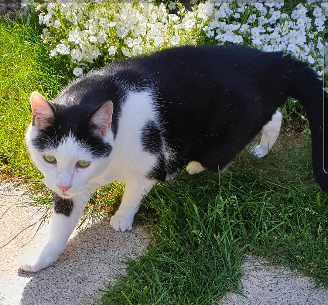 Sushi participe au concours pour gagner de l'argent avec cette photo : cat, black_and_white, green_eyes, grass, white_flowers, garden, outdoor, pet, animal, feline, walking, nature, sunlight, curious, ground, close_up, mammal, pavement, plant, daylight
