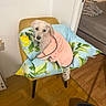 Stella a rejoint le concours — aidez-le/la à gagner de superbes lots ! dog, curly_hair, small_dog, pet, pink_robe, clothing, sitting, chair, cushion, lemon_pattern, floral_pattern, indoors, home, bedroom, doorway, hardwood_floor, furniture, portrait, pampered, cute