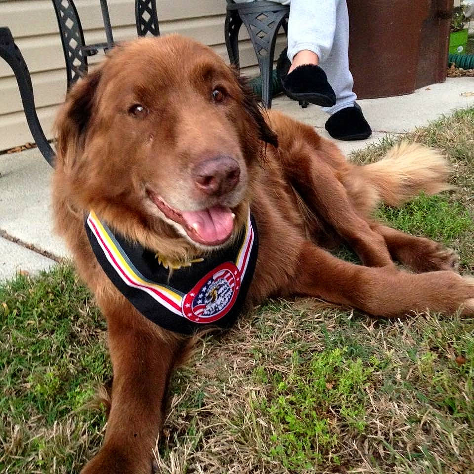 Charlie joined the competition — help win amazing prizes! canidae, carnivore, collar, companion_dog, dog, dog_breed, dog_collar, dog_supply, fashion_accessory, fawn, grass, leash, liver, pet_supply, plant, snout, sporting_group, tail, whiskers, working_animal