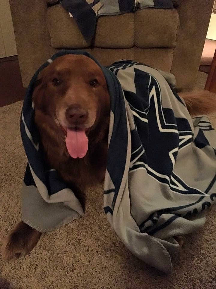 Charlie joined the competition — help win amazing prizes! bag, canidae, carnivore, chair, collar, comfort, companion_dog, dog, dog_breed, dog_collar, dog_supply, fashion_accessory, fawn, liver, luggage_and_bags, metal, personal_protective_equipment, pet_supply, sporting_group, working_animal