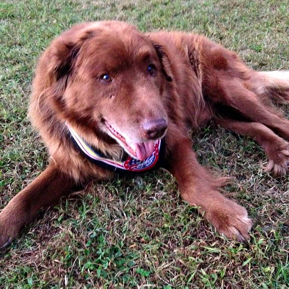 Charlie joined the competition — help win amazing prizes! canidae, carnivore, companion_dog, dog, dog_breed, fur, grass, gun_dog, hunting_dog, liver, plant, retriever, snout, sporting_group, terrestrial_animal, working_animal, working_dog