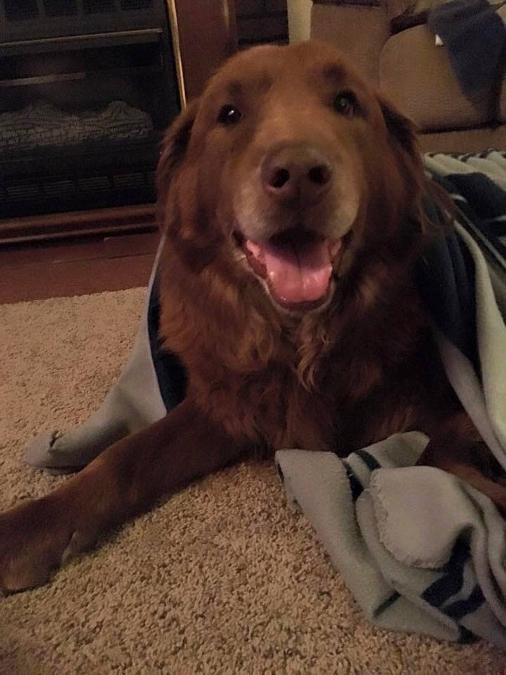 Charlie joined the competition — help win amazing prizes! carnivore, cloud, comfort, companion_dog, dog, dog_breed, fang, fawn, fur, guard_dog, happy, metal, retriever, selfie, smile, snout, sporting_group, square, whiskers, working_animal